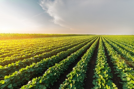 Farm-to-Fork Awareness Brings Bumper Crop of Support for Geary County Ag-Producers Photo