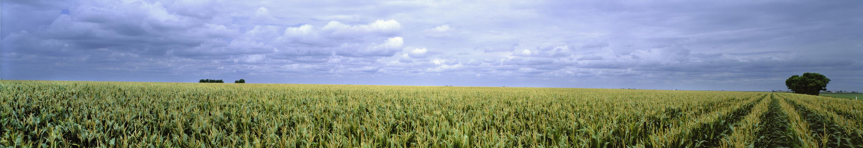 corn crops and cloudy sky