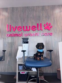 Thumbnail for "Live Better with Livewell" Learn the ins and outs of Animal Urgent Care