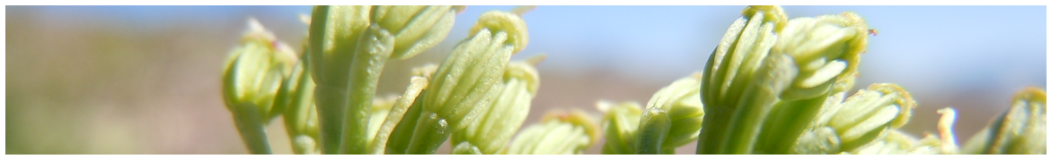 Tiger Transfer Resources