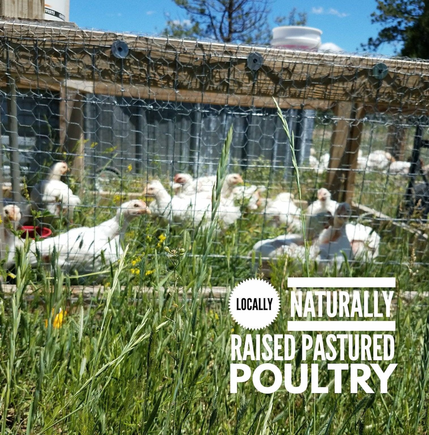 Emus to Eggs: Meet Weston County’s Most Unexpected Farm Photo