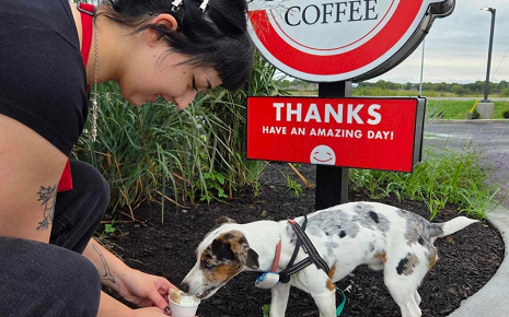 Scooter's Coffee offers pup cups featuring whipped cream and a dog biscuit. The drive-thru drink stop is expected to open in Bastrop this summer. (Courtesy Scooter's Coffee)