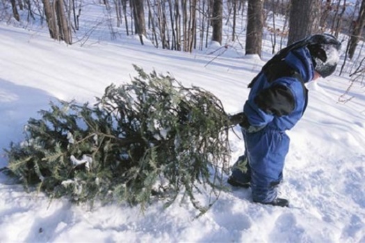 Iowa grown Christmas trees: A million-dollar business Photo