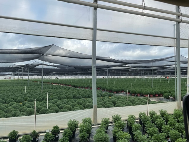 Giddings Success Story: Altman Plants is the Largest Commercial Nursery in Texas Photo