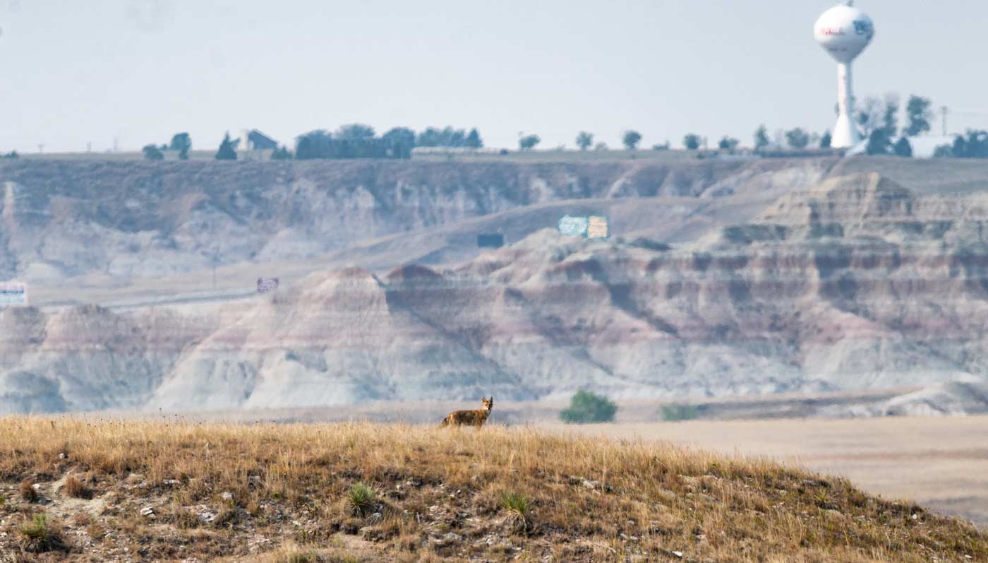 coyote in the badlands of south dakota