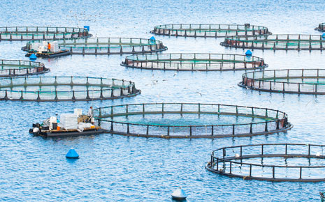 fish farm image