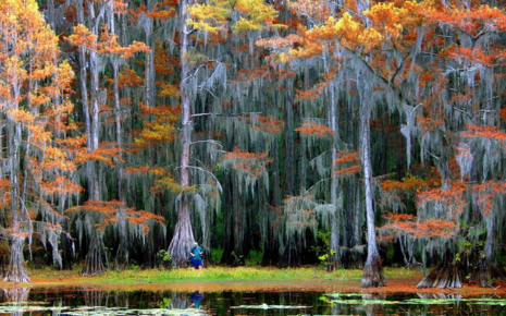 Caddo Lake National Wildlife Refuge Photo