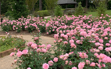 The Gardens of the American Rose Center Photo