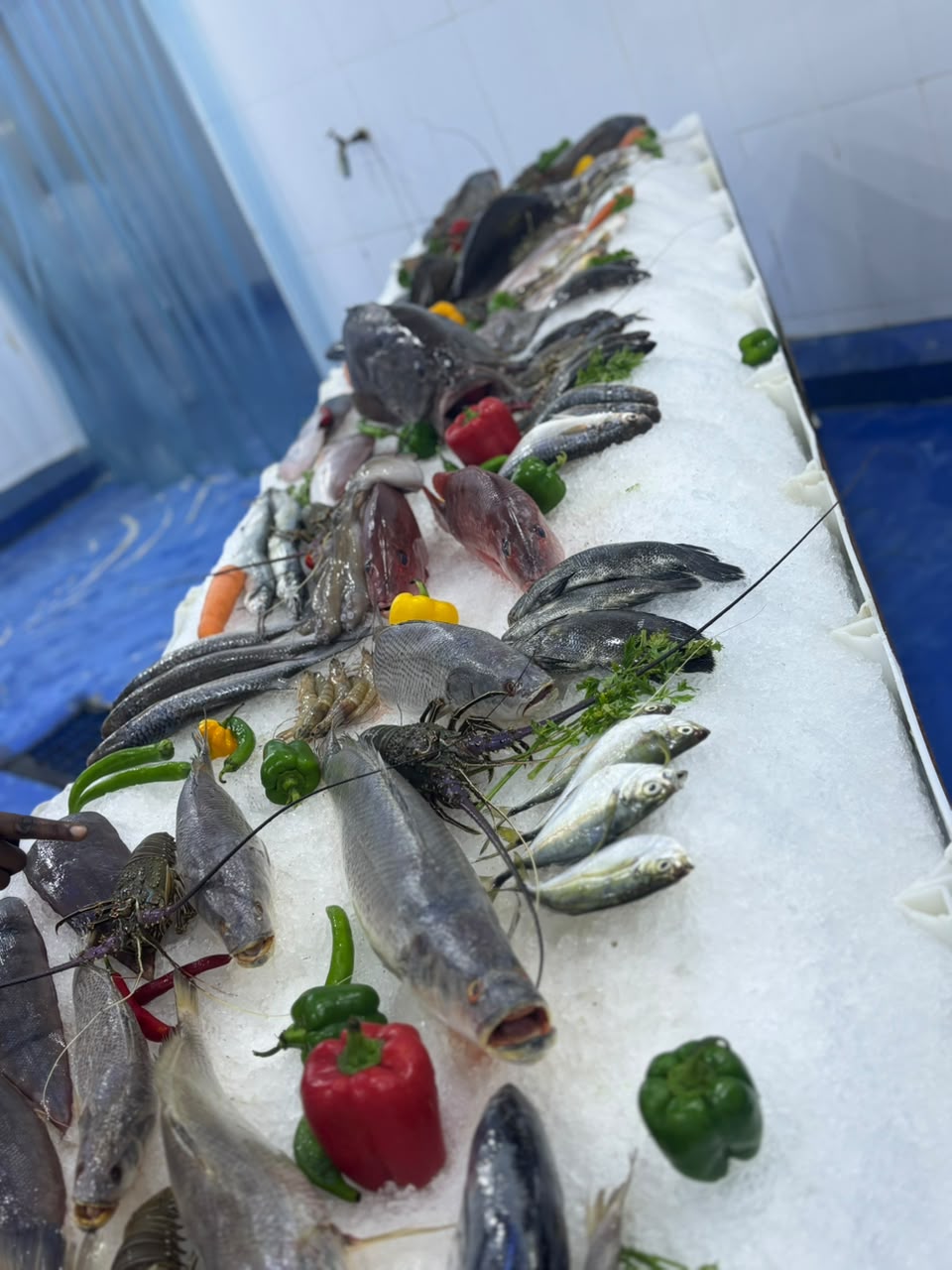 Blue Fin Factory