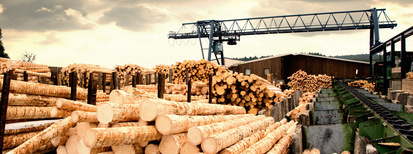 Minnesota holds potential for mass timber manufacturing Photo