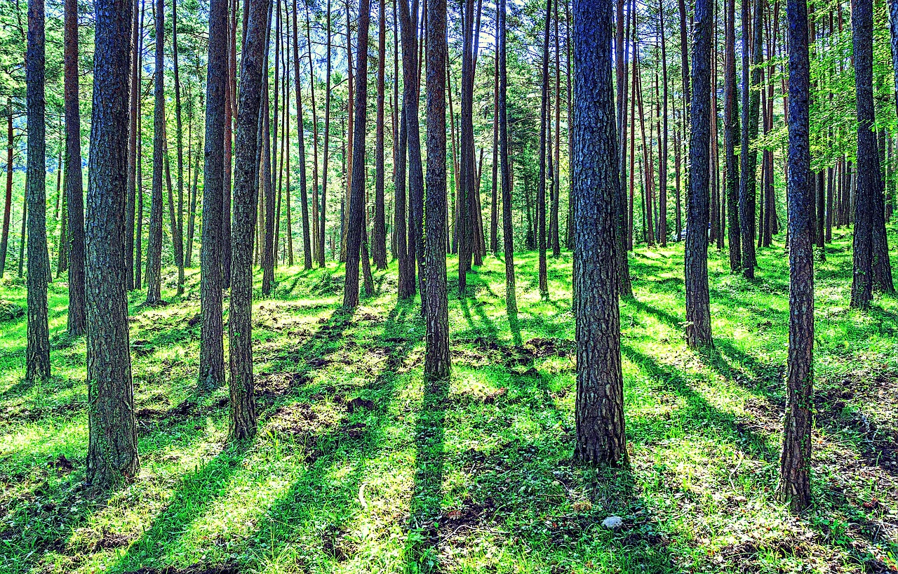 USDA Forest Service announces open grant opportunity to strengthen forest products economy and forest sector jobs as part of Biden-Harris Investing in America agenda Photo