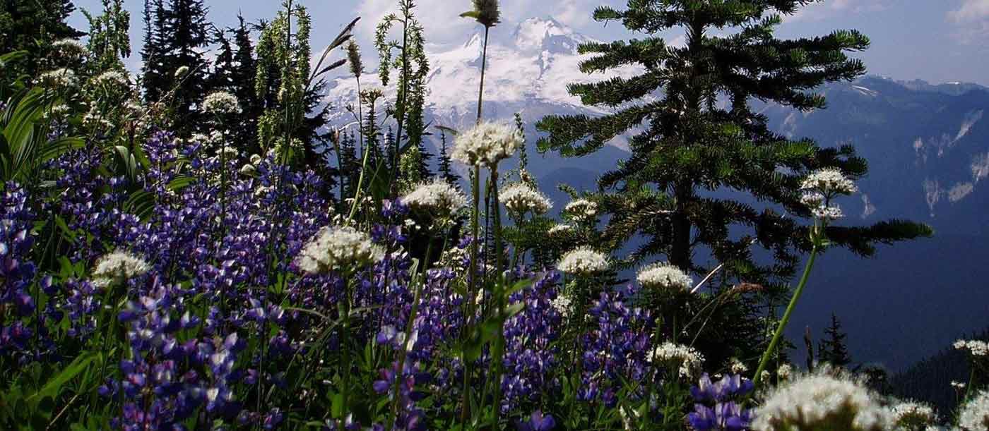 mountain wildflowers