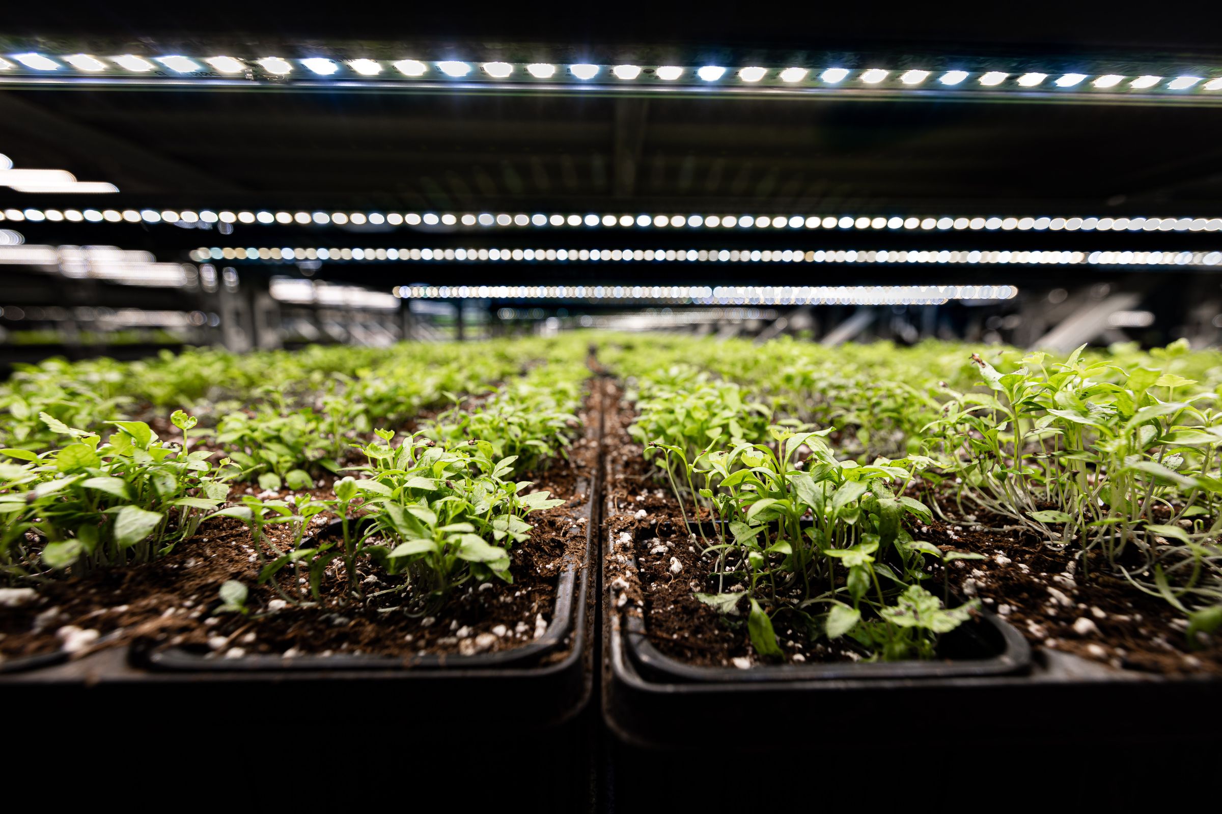 Soli Organic™ soil-based organic indoor farm coming to Marysville Main Photo