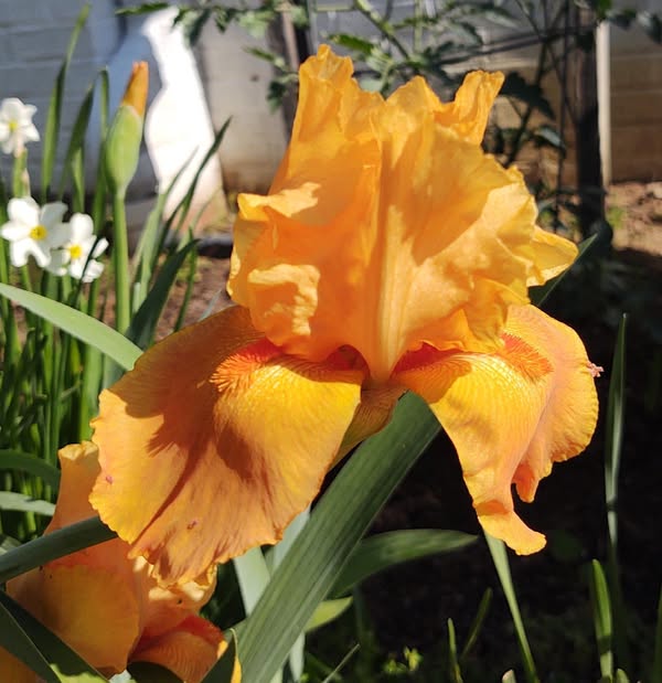 Event Promo Photo For Etowah Friendly Garden Club Annual Plant Sale