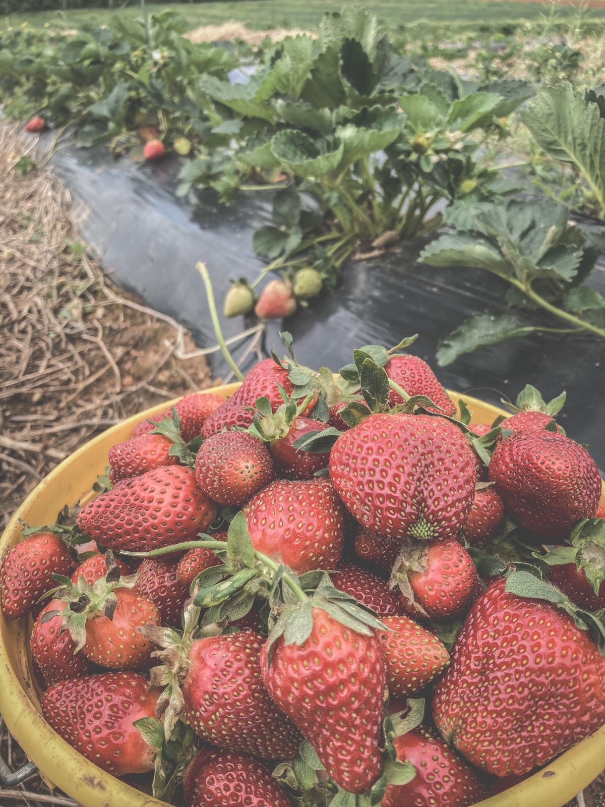 Event Promo Photo For Dirt Poor Farm's Strawberry Festival
