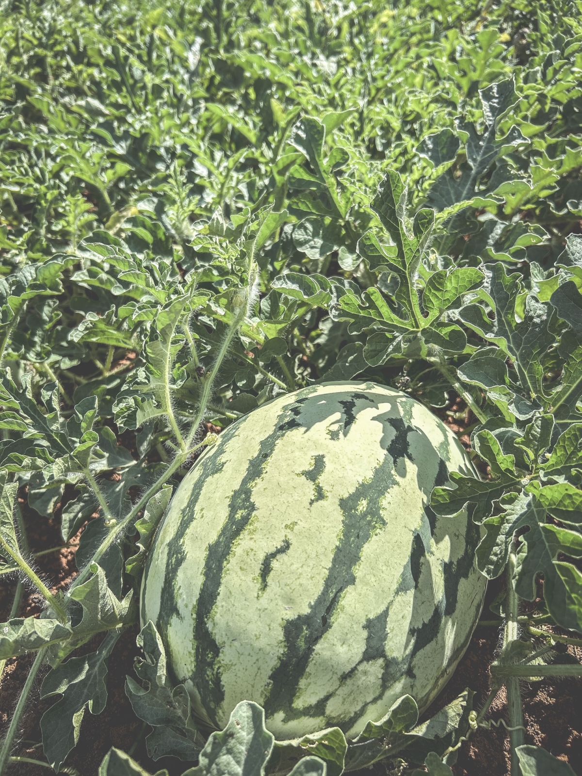 Event Promo Photo For Dirt Poor Farm's Watermelon Festival