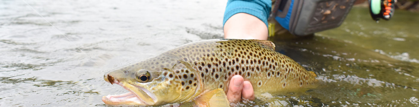 You Can Catch Brown Trout In The Fishing Capital of Kentucky Photo