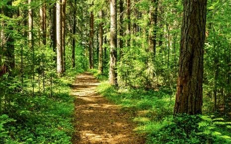 Marrowbone State Forest and Wildlife Management Area Photo