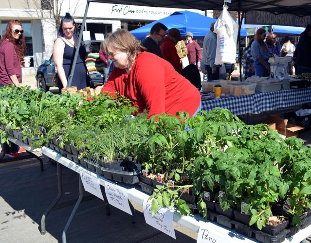 Darlene Schnebbe of Sashay Acres out of Evansville, arranges her cabbage, kale and flower plants at her stall at the Downtown Beloit Farmers Market in a prior year. Clint Wolf/Beloit Daily News