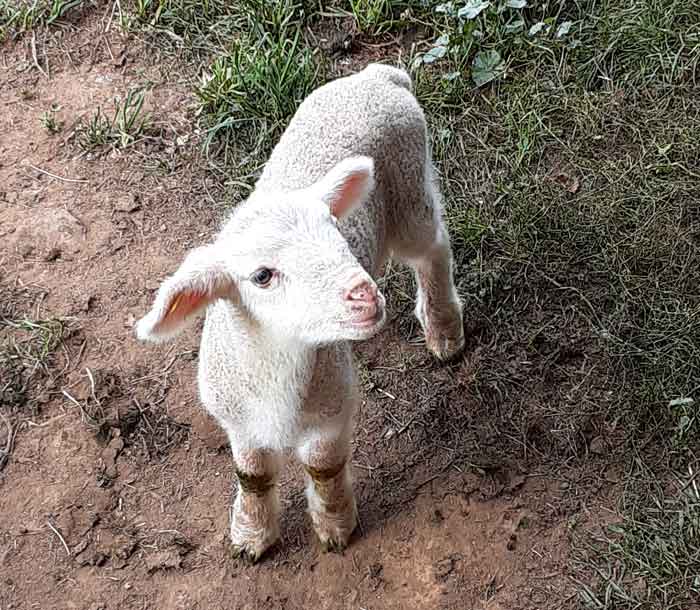 white lamb