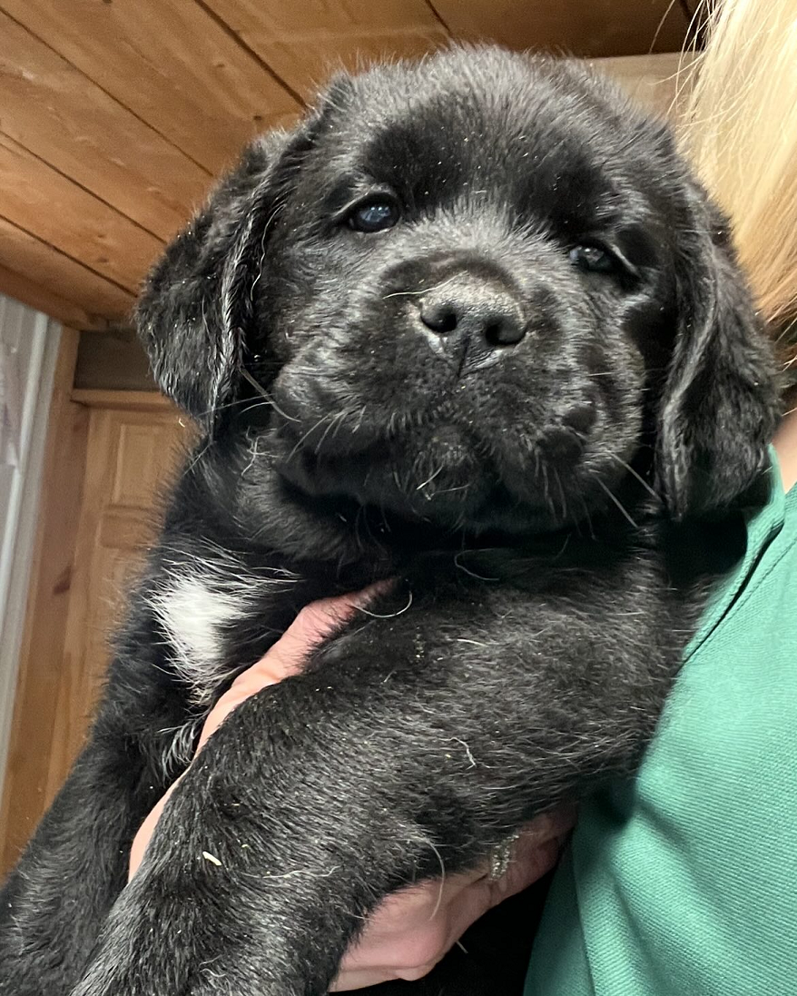 Fairfax Pines Labrador Retrievers: Breeding Excellence in Preston County Photo - Click Here to See