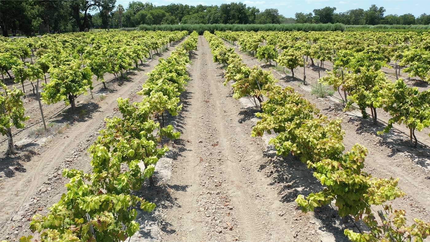 Vineyard growing field