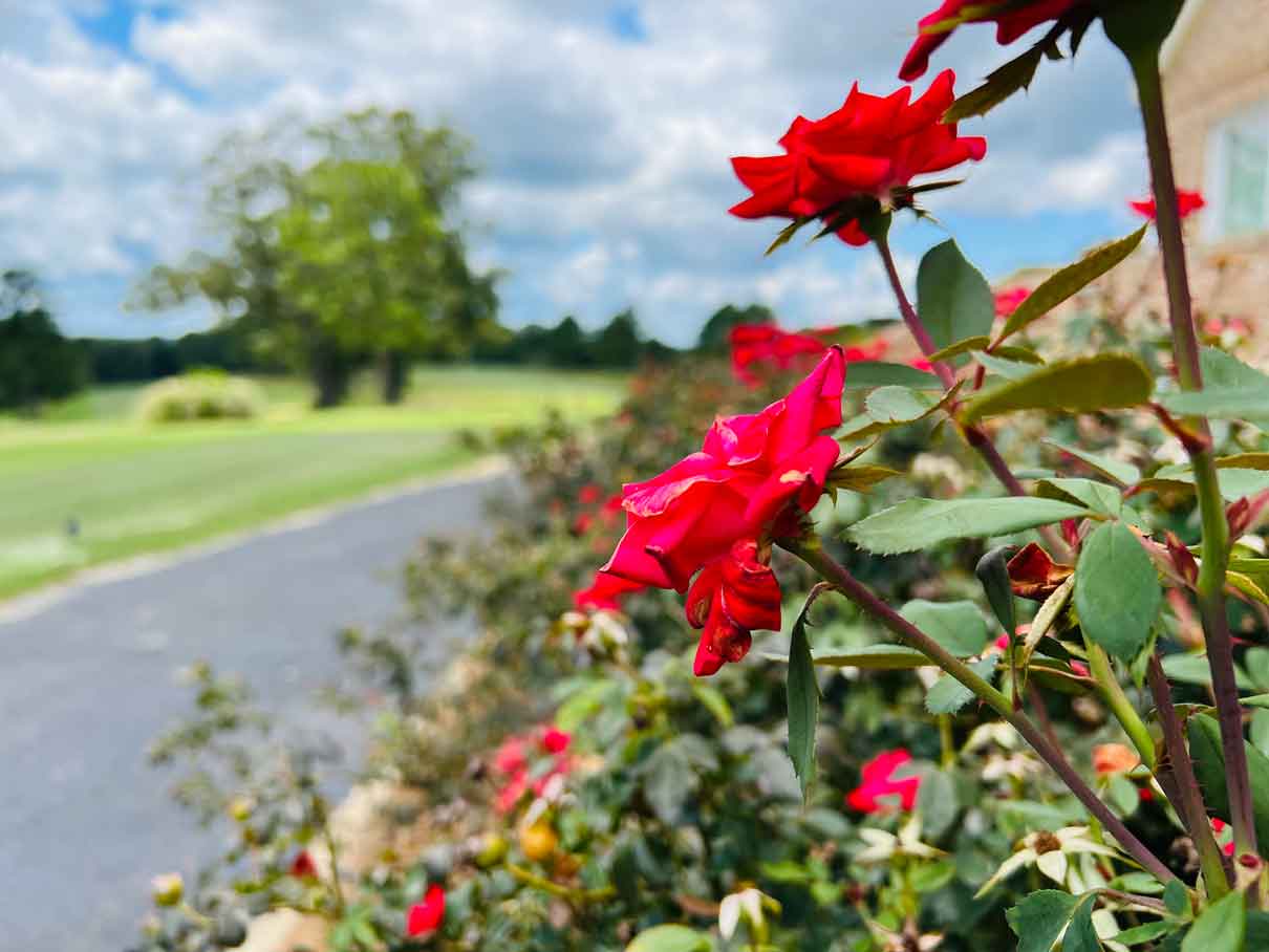 Beautiful red flowers in full bloom