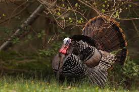 Fall Turkey Season Begins Photo