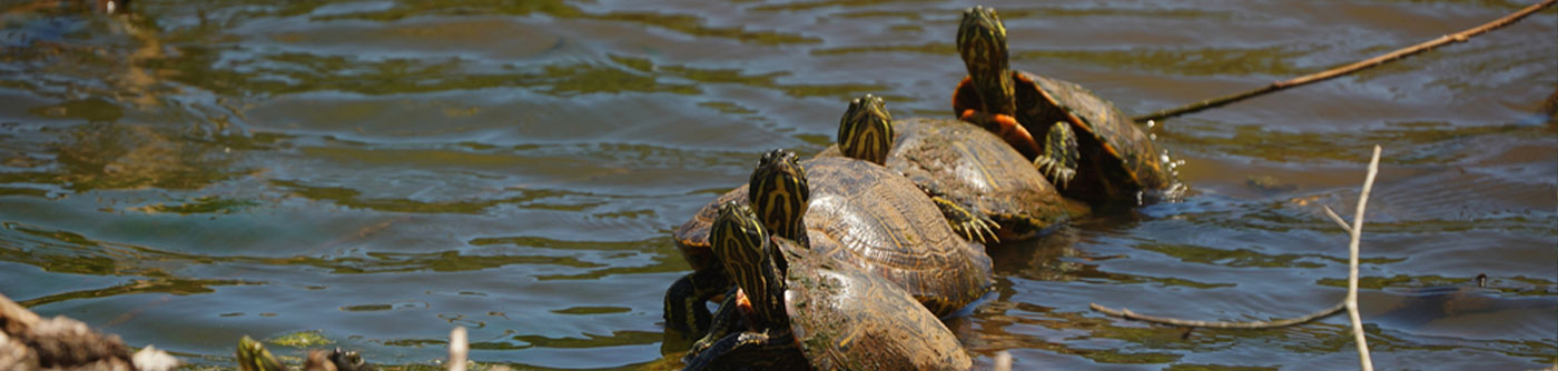 alabama red bellied turtles on a log