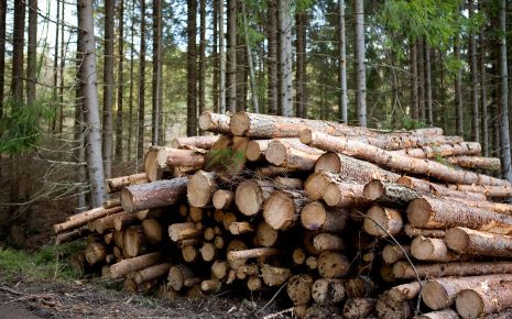Forestry and Wood Products Photo