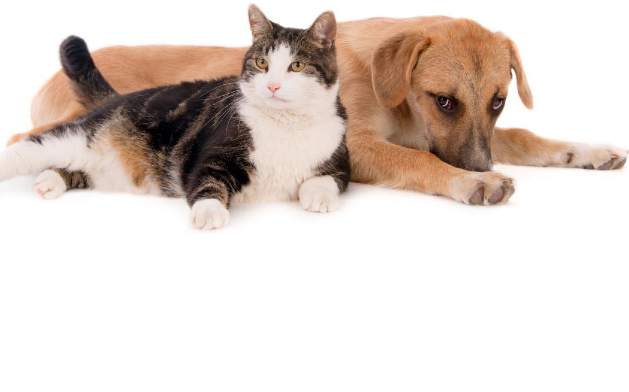 Furry Friends Rockin Rescue Photo