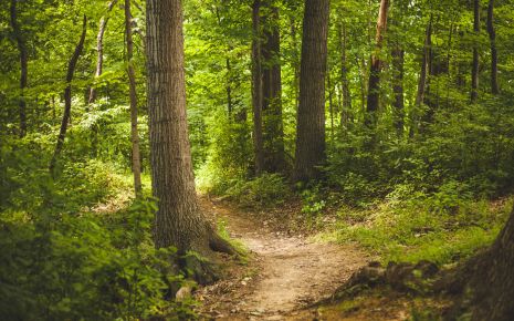 Broyhill State Forest Photo