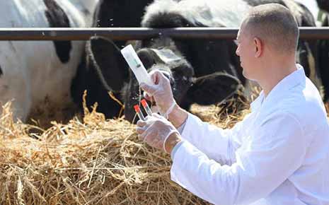 farm vet treating cows