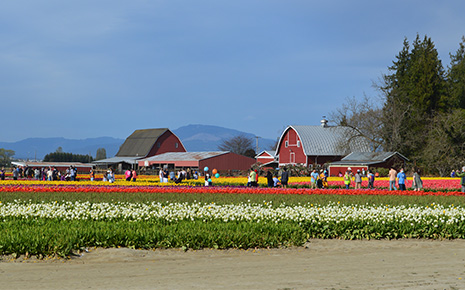 People visiting Skagit Valley tulip fields on a sunny day