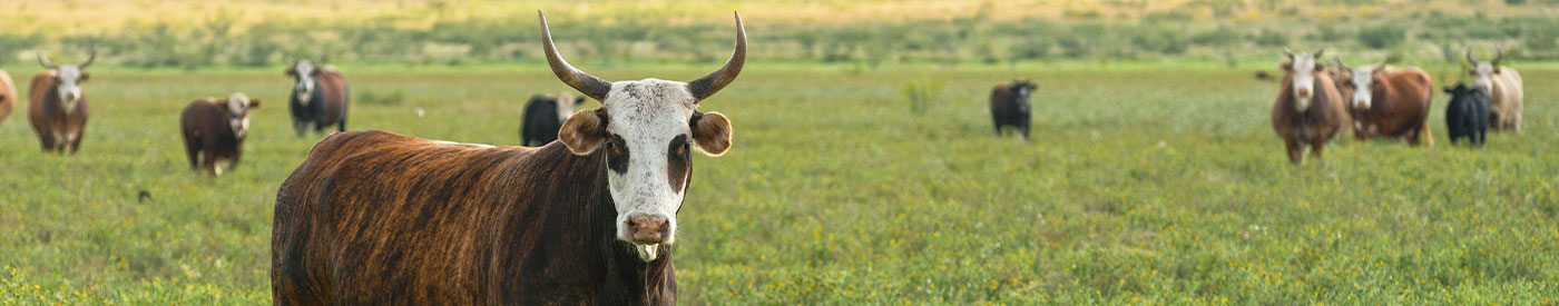 longhorn cattle in a field