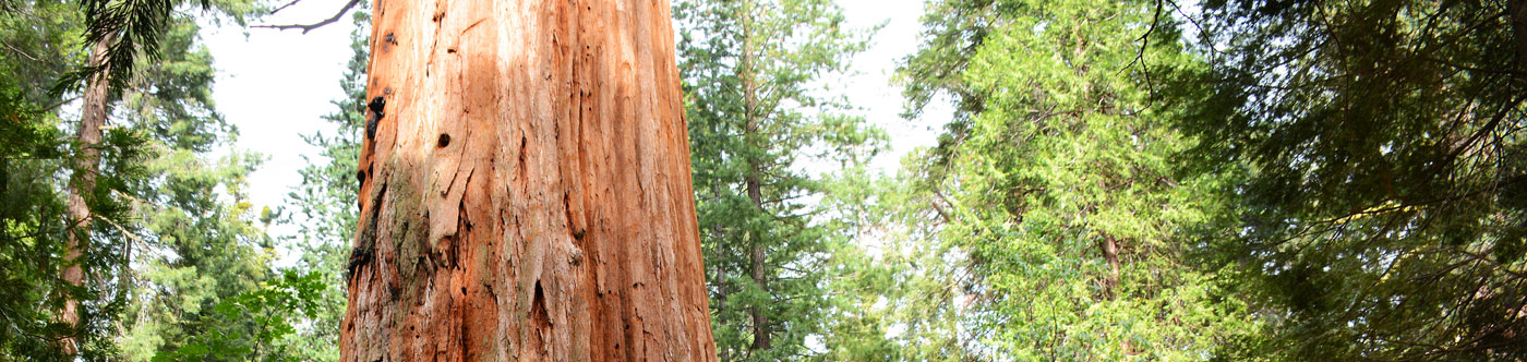 sequio tree trunk