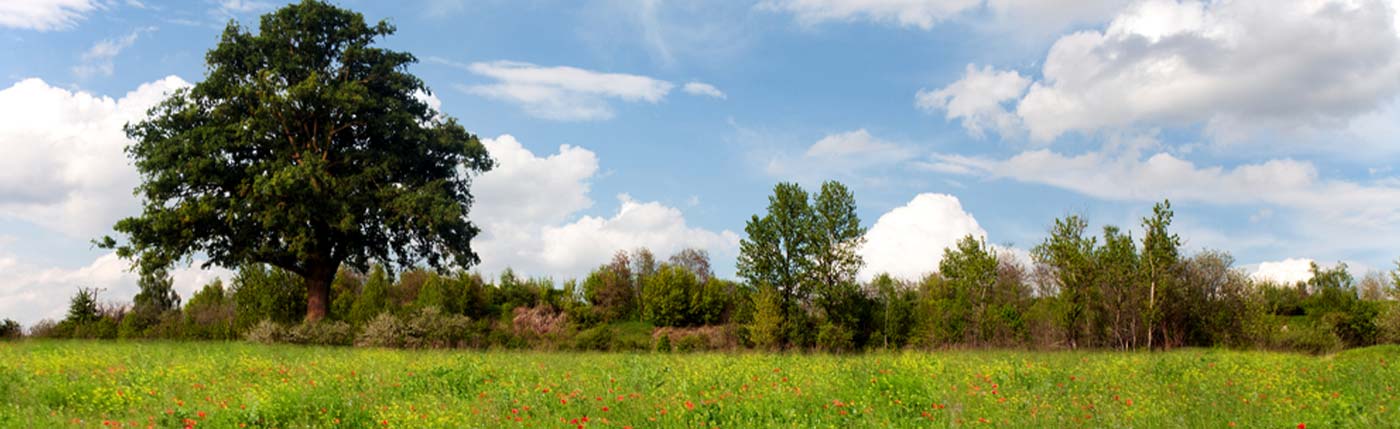 oak and prairie field