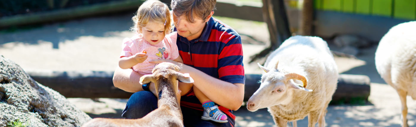 dad and daughter feeding goats at county fair