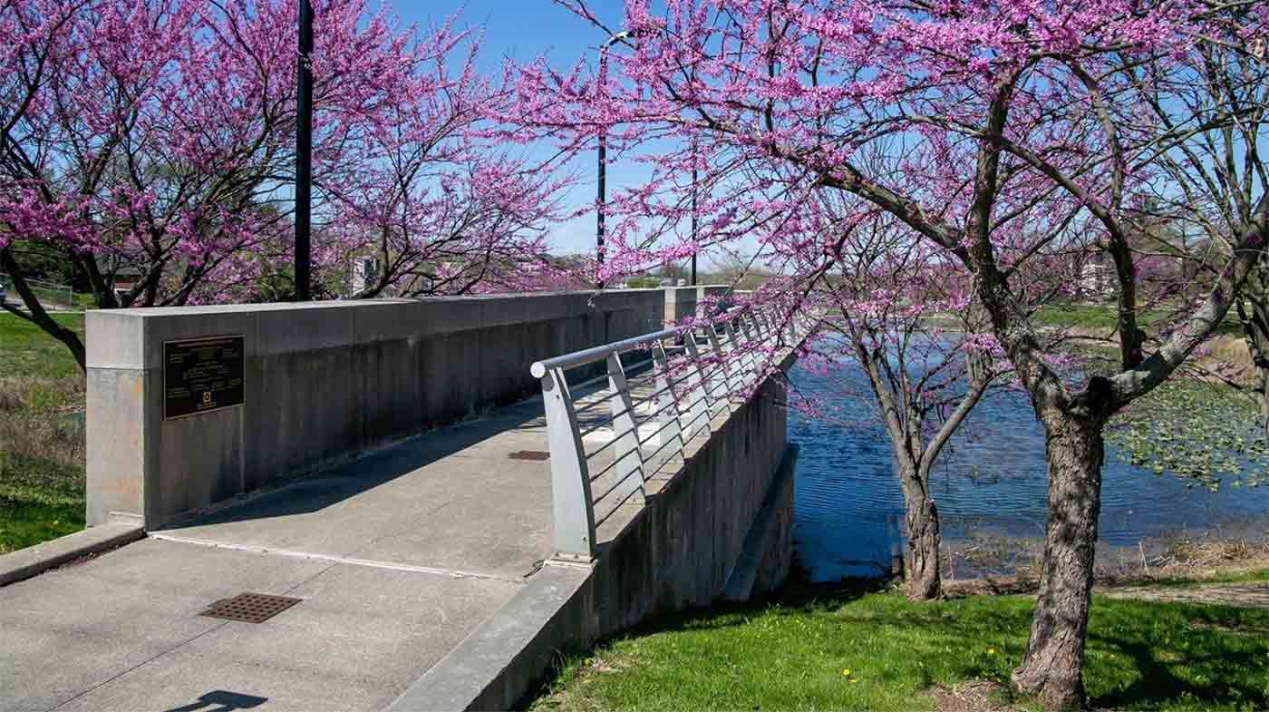 trees blossoming beside park footbridge across a pond