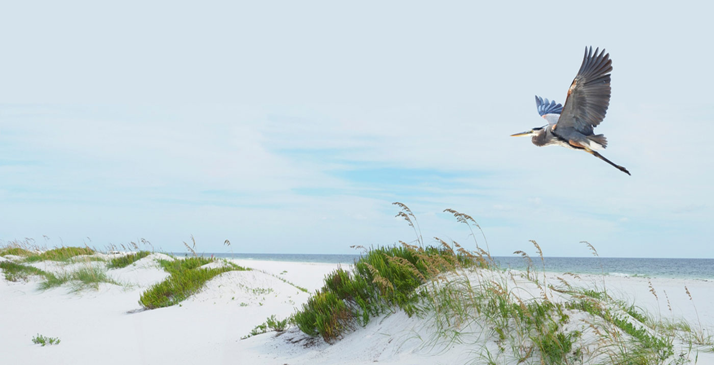 northern florida gulf coast white sands beach and great blue heron flying over
