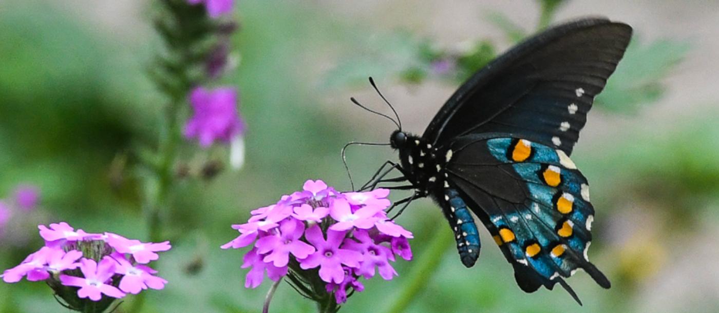 butterfly on a flower