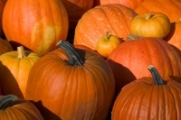40th Annual Bushnell Fall Festival Photo