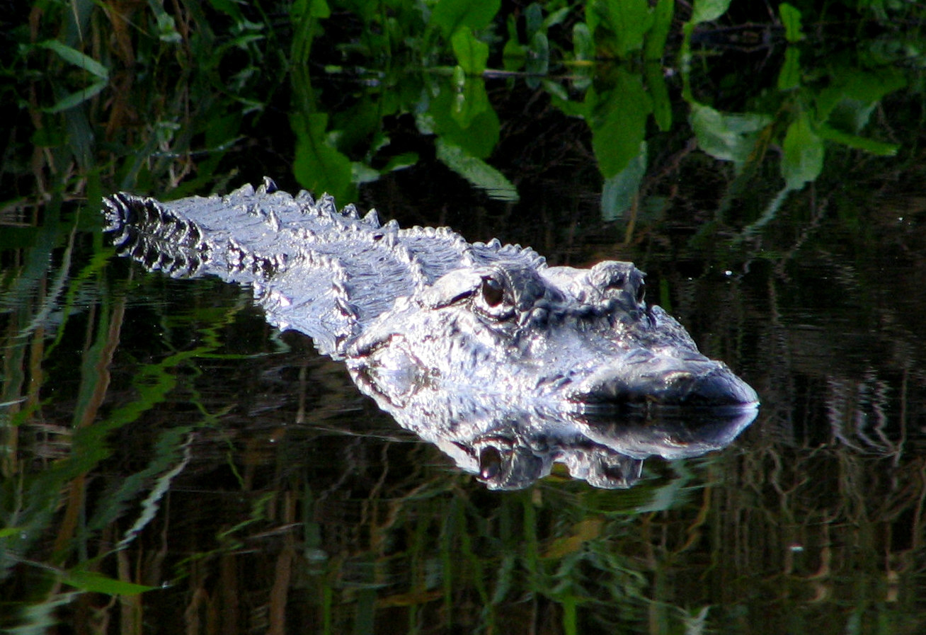 Main Logo for Gator