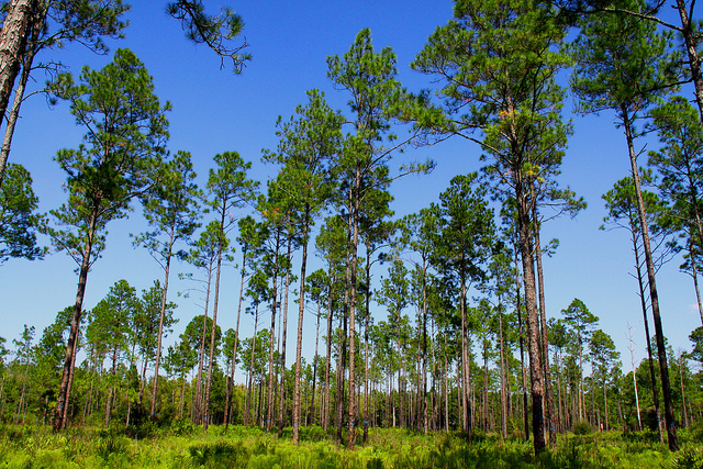 Main Logo for Richloam Wildlife Management Area