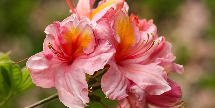 Azaleas blooming in a garden