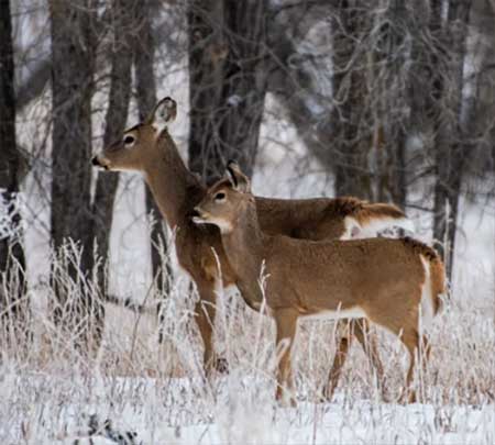 Click the Deer Outdoor Rec photo to open