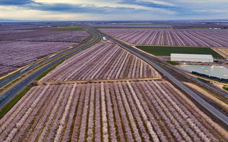 Almond farm near Central Valley, CA