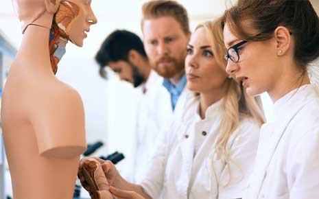Students of medicine examining anatomical model in classroom