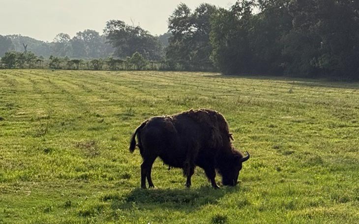 armand bayou nature center bison