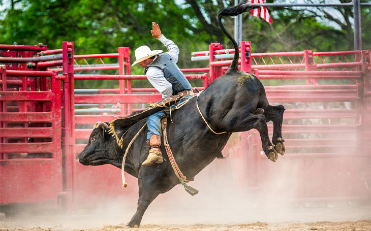 Pasadena Livestock Show & Rodeo Photo